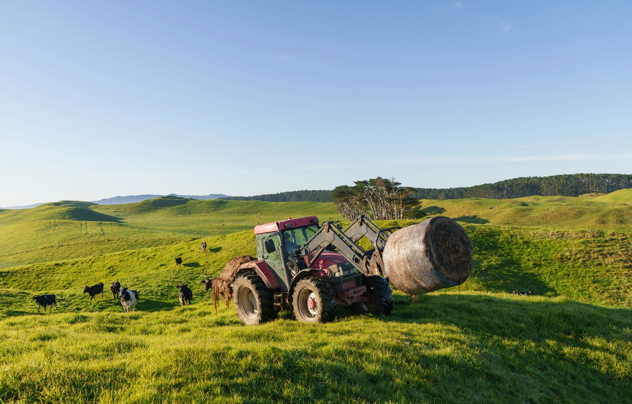 Compact Model on Dairy Farm